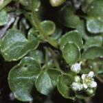 pearlyfolscurvygrass
