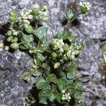 pearlyforscurvygrass