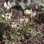 pearlyfor1scurvygrass