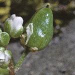 pearlyfruscurvygrass