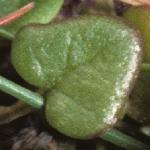 pearlysfolscurvygrass