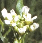 pgarlicflopennycress
