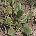 pgarlicfolpennycress