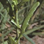 pgarlicfoltpennycress