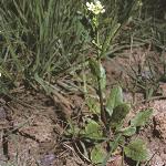 pgarlicforpennycress