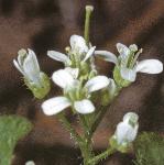 phairyflobittercress