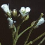 phairyflobudobittercress