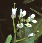 phairyflosbittercress
