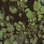 phairyfolbittercress