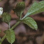 phairyfoltbittercress