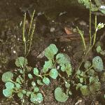 phairyforbittercress