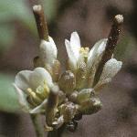 phairyfru1bittercress