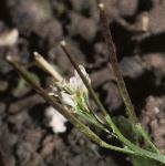 phairyfru2bittercress