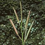 phairyfru3bittercress