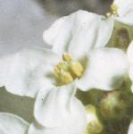 phutchinsiafloalpina