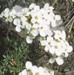 phutchinsiaflos2alpina