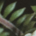 phutchinsiafoltalpina
