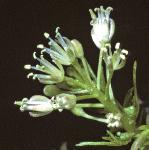 pnarrowfloleavedbittercress