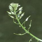 pnarrowflosleavedbittercress