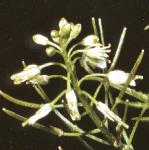 pnarrowflos1leavedbittercress