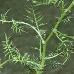 pnarrowfolleavedbittercress