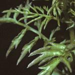 pnarrowfoltleavedbittercress