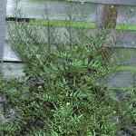 pnarrowforleavedbittercress