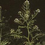 pnarrowfor1leavedbittercress