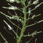 pnarrowfrusleavedbittercress