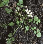 pnewflozealandbittercress