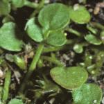 pnewfolzealandbittercress