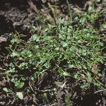 pnewforzealandbittercress