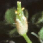 pnewfrujuvzealandbittercress