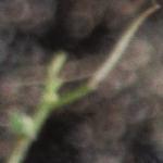 pnewfruoldzealandbittercress