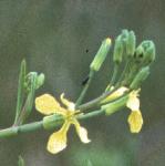 praphanusflobudclandra