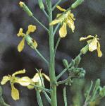praphanusfloslandra