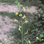 praphanusflos1landra