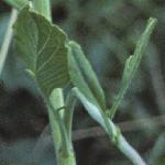 praphanusfoltlandra