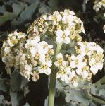 pseaflo2kale