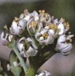 pshepherdsflopurse