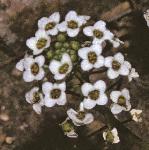 psweetfloalison