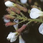 pwildflobudcradish