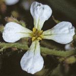 pwildfloradish