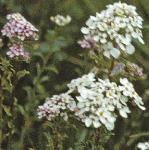 pwildflos1candytuft