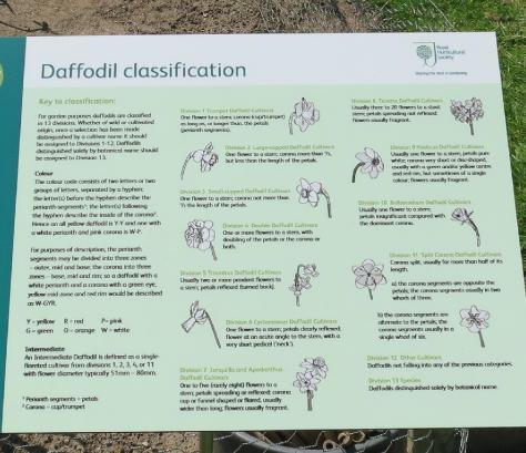 daffodiltrials1