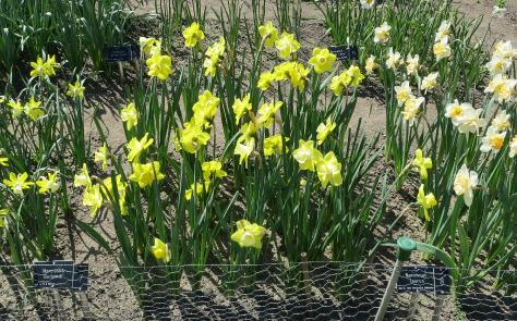 daffodiltrials3