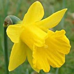 narcissusffloobvallarisdeeproot
