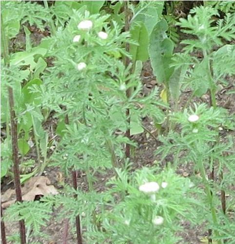 yellowchamomileformgarnonswilliams