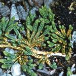 alpinefol1clubmoss