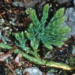 alpinefol2clubmoss